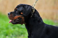Un Rottweiler avec un collier étrangleur autour du cou