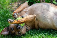 Un chien allongé au sol tient une balle de tennis dans la gueule