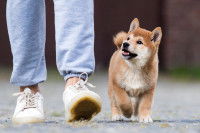Un chiot Shiba Inu marche au pied de sa maîtresse