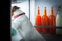 La prévention, meilleur moyen d'éviter que le chien vole