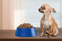 Un Chihuahua boude sa gamelle de croquettes