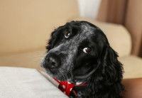 Une demande d’attention