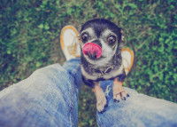 Un petit chien grimpe sur la jambe d'un homme pour avoir à manger