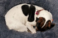 Un chien qui dort roulé en boule dans son panier