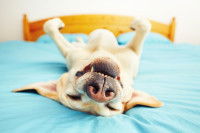 Un petit chien dort sur le dos sur un lit