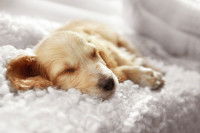 Chien qui dort sur une couverture moelleuse