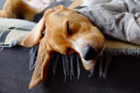 Chien qui dort dans son panier