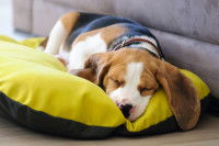 Un chien dort dans son panier jaune