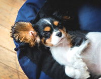 Un chien dort confortablement dans son panier bleu