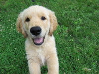 Un chiot souriant dans un jardin