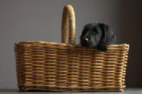 Envoyer le chien au panier