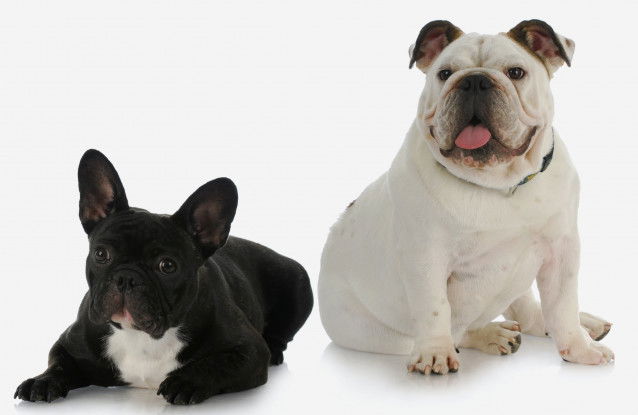 Le Bulldog Anglais et le Bulldog Français