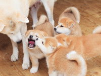 Le rôle de la mère dans la timidité du chien