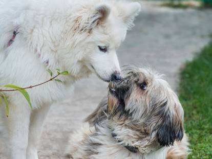 Chien peureux : pourquoi mon chien est-il timide ?
