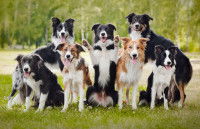 Un groupe de chiens de type Border Collies heureux