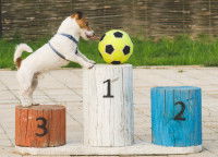 Un chien Jack Russel tente de monter sur un podium avec un ballon de foot