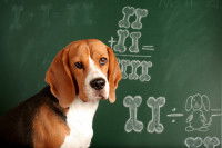 Un chien intelligent devant un tableau avec des calculs complexes