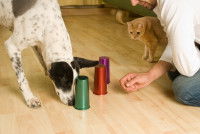 Un homme joue au jeu du gobelet avec son chien