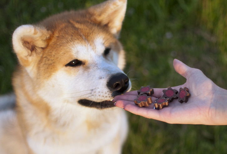Une femme donne des friandises à un Akita Inu