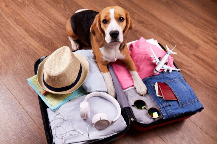 Un Beagle assis devant une valise remplie d'affaires de vacances