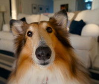 L'importance de la prosodie