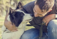 Le toucher dans la relation entre le chien et l'Homme
