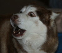 Les différentes vocalises du chien