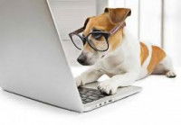 Élaboration d’une expérimentation sur le caractère des chiens