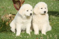 Principes généraux sur le caractère du chien