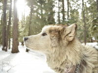 Caractère et tempérament ethnique