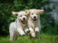 Principes généraux sur le caractère du chien