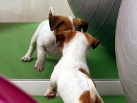 Résultats des tests sur les chiens