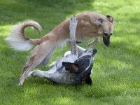 Le test de dominance d’après Campbell