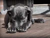 Les chiens R – réaction vers l’extérieur