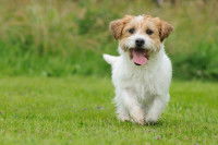 Deux facteurs sont essentiels dans la formation du chiot