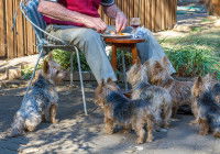 Le sentiment de jalousie chez le chien