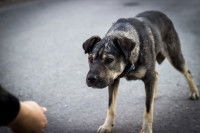 Les déséquilibres émotionnels chez le chien