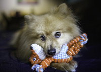 Un petit chien tient une peluche dans sa gueule