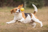 Un chien Beagle court après une balle de tennis