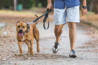 Un homme promène son chien dans un parc