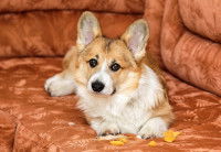 Un chien Corgi s'ennuie sur un canapé