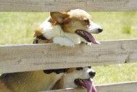 Deux chiens accrochés à une barrière en bois