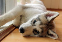 Un chiot Husky allongé sur le parquet