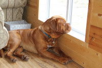 Un Shar-Peï allongé sur le sol regarde par la fenêtre