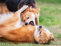 Deux chiens se battent dans l'herbe