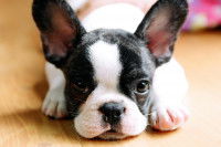 Un chiot Bouledogue Français allongé sur le parquet