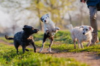 Trois chiens jouent ensemble dans un champ