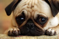 Un chiot Carlin au regard triste