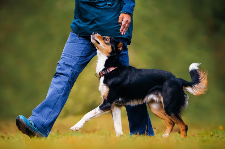 Un chien marche &agrave; c&ocirc;t&eacute; de son ma&icirc;tre dans un parc