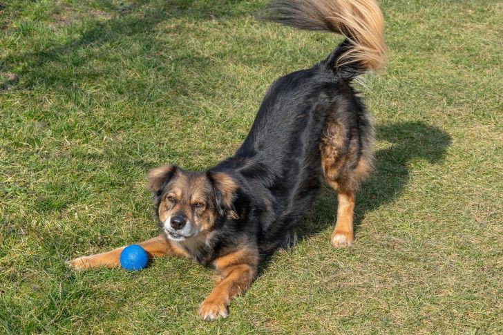 Un chien avec une balle a envie de jouer dans le jardin